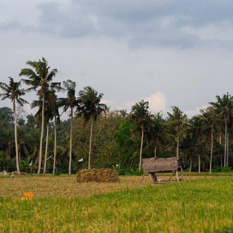 in the rice fields